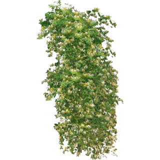 Chèvrefeuille comestible caerulea edulis