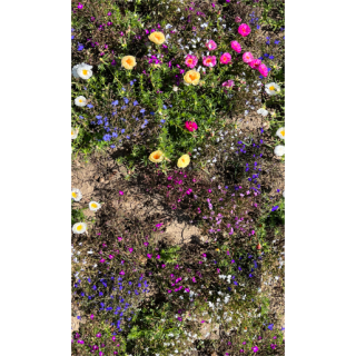 fleurs couvre sol