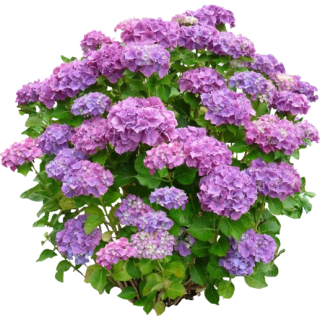 Hortensia vert et violet 