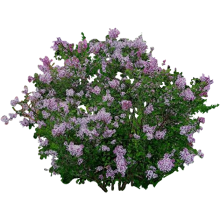 Lilas violet souvenir 