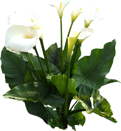 Arum