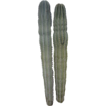Cactus cierge 2