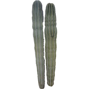 Cactus cierge 2