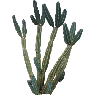 Cactus cierge