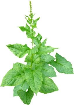 Chénopode bon Henri