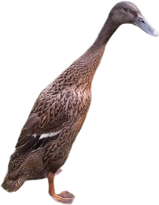 COUREUR INDIEN WIKIP DIA visual data 3