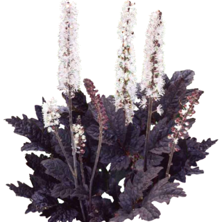 Actaea brunette