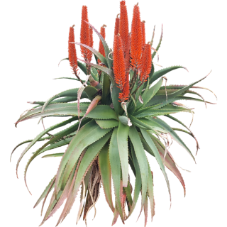 Aloe arborescens