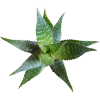 Aloe maculata