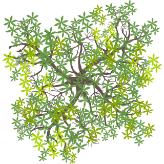 Arbre 6