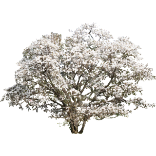 Arbre blanc
