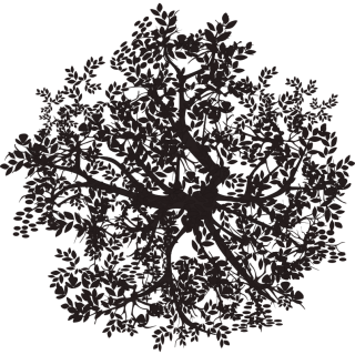 Arbre nuit