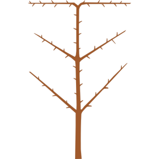 Arbre palmette oblique