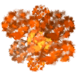 Arbuste automne 2