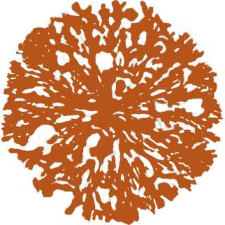Arbuste orange