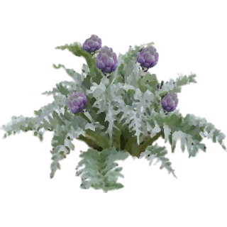 Artichauts violets