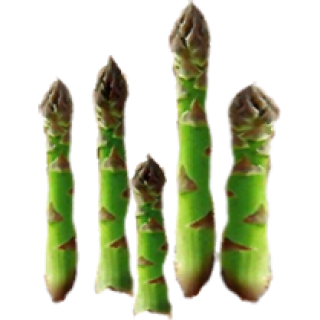 Asperge
