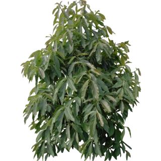 Avocatier2
