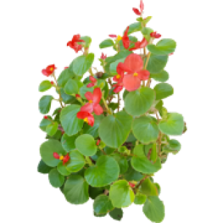 Bégonia annuel