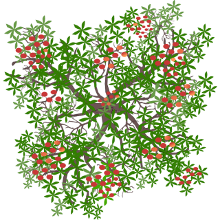 Nectarinier Fantasia