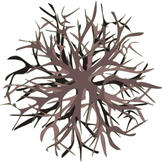 Buisson 9