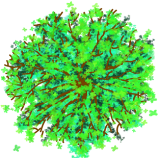 Arbre aux faisans H : 3m