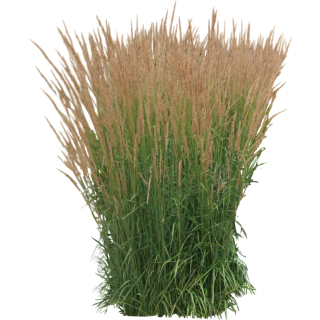 Calamagrostis acutiflora Karl Foerster