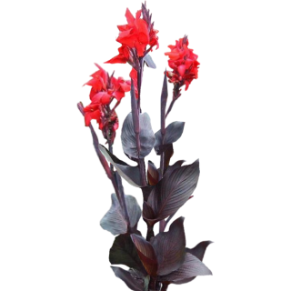 Canna pourpre