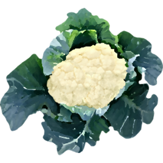 Choux-fleurs