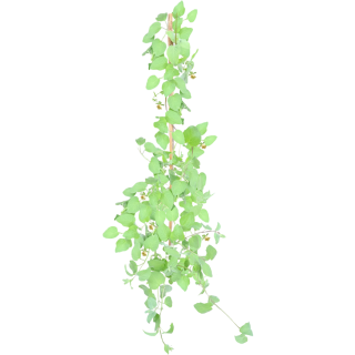 Codonopsis pilosula