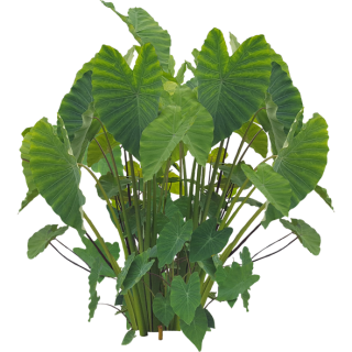 Colocasia