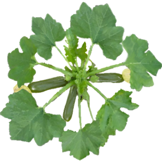 Courgettes rondes de Nice