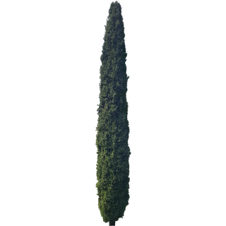 Cyprès