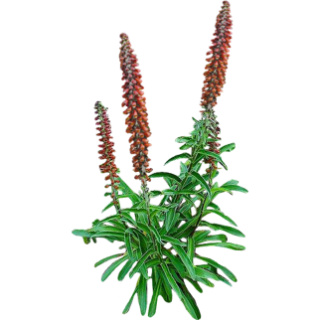 Digitalis parviflora