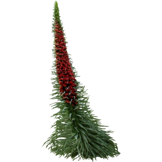 Echium wildpretii