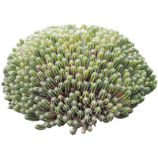 Euphorbe echine