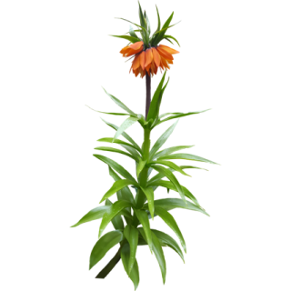 Fritillaire Impériale