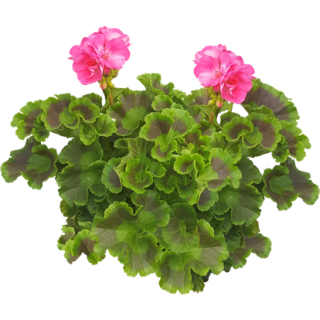Géranium
