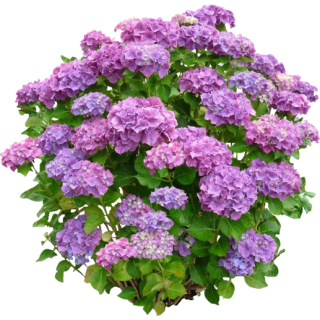 Hortensia