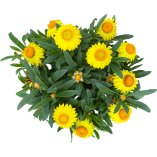 Immortelle