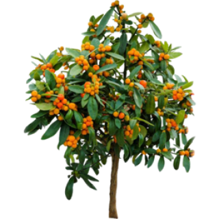 Kumquat de Hongkong
