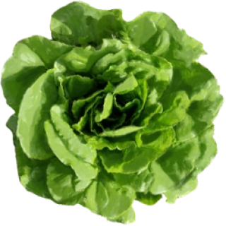 Laitue romaine