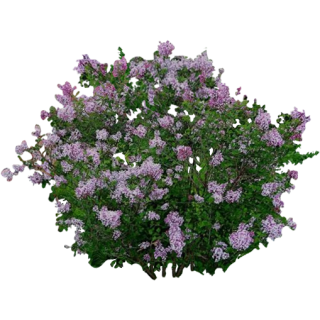 Lilas
