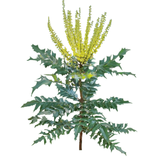 Mahonia
