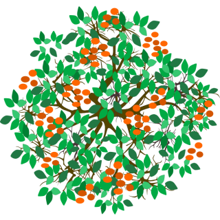 Mandarinier