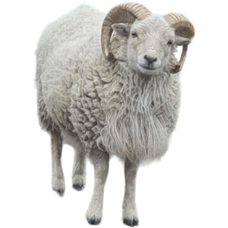 Mouton