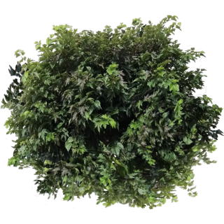 Mûrier