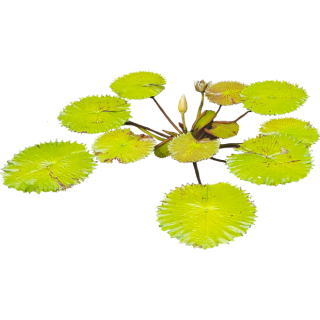 Nénuphar