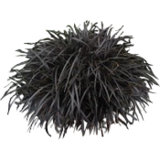 Ophiopogon niger