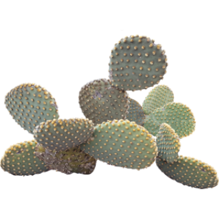 Opuntia microdasys